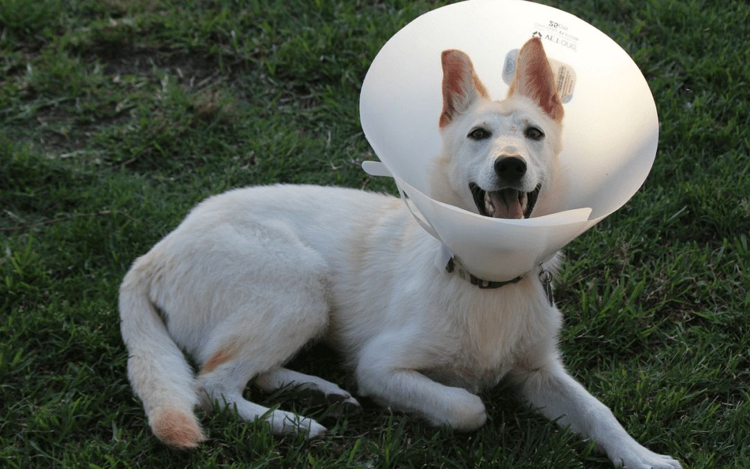 dog with a cone around its head